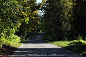 empty road in the forest