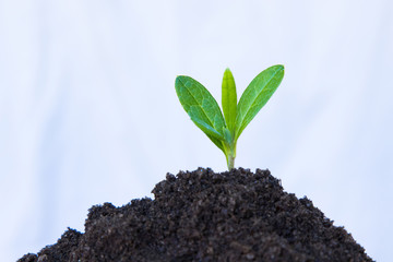 young plant or tree growing in the ground