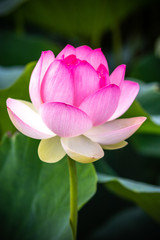 蓮の花　夏イメージ