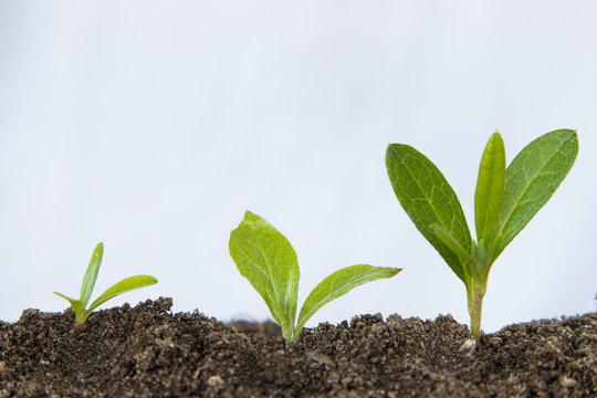 Young Plant Or Tree Growth Sequence