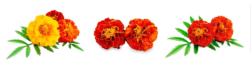 Set of marigolds isolated on a white background. French calendula with red and yellow flowers close-up. Marigold flower, Marigold erect, Mexican marigold isolated on white background.