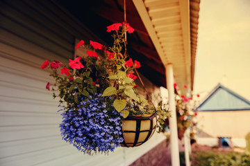 Petunias in a hanging pot in the garden