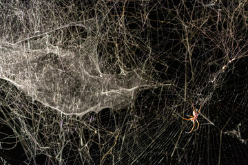 orange spider web light big white