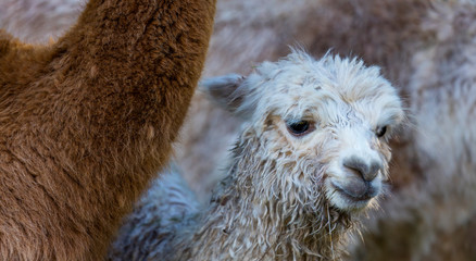 ALPACA (Vicugna pacos).  Domesticated species of South American camelid © JUAN CARLOS MUNOZ