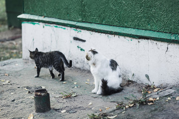 two homeless cats sitting on the street.