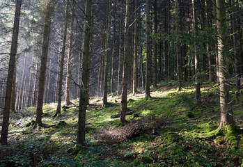Wald im Sonnenlicht