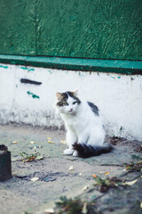 homeless cat outdoors sitting alone near weathered wall