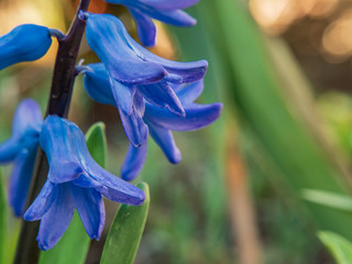 Bluebell flower