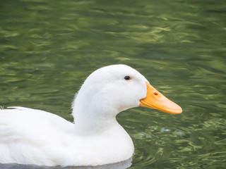 Beautiful white duck
