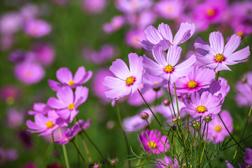 コスモス畑　秋イメージ