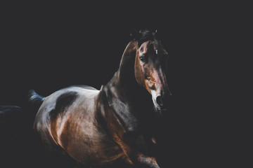Bay warmblood mare with black background book cover - obrazy, fototapety, plakaty