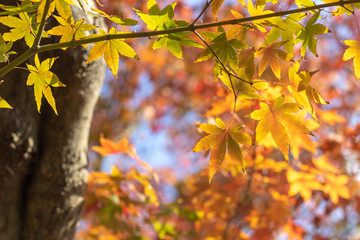 紅葉　和風　秋イメージ