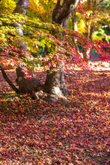Fototapeta premium 紅葉 和風 秋イメージ