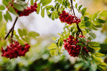 Rowan berry on a tree
