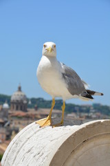 Gaviota en Roma