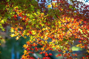 紅葉　和風　秋イメージ