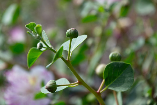 Bourgeons de c&acirc;prier
