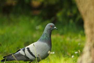Eine Stadttaube Taube Seitenansicht Portrait auf saftiger grüner Wiese Columbidae