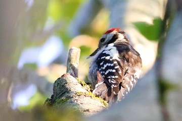 iles de france faune