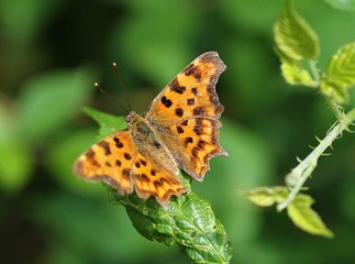 iles de france faune