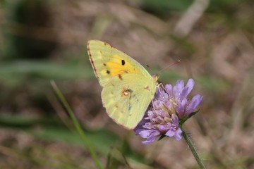 iles de france faune