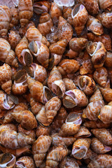 Spiral babylon snail