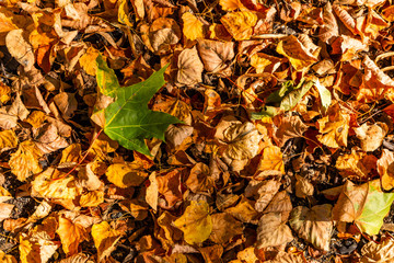 Colorful backround image of fallen autumn leaves.