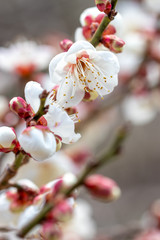 梅の花　初春イメージ