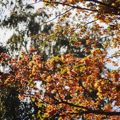 Yellow autumn leaves closeup with blurry background.