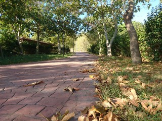 Leaves on sidewalk in park at autumn