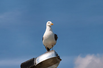 Portrait of single seagull. Seagull rest and pose front of camera, he stands on lighting pole cleaning his its feathers, spreading its wings and getting ready for flight. Beautiful sky in background.