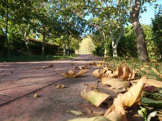 Leaves on sidewalk in park at autumn