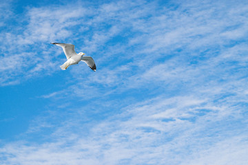 Möve flying