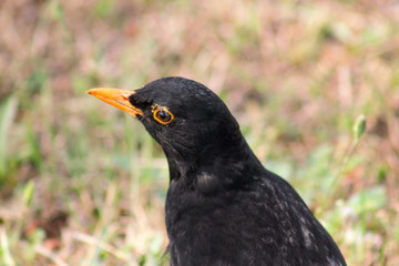 Bird Kos or bird turdus merula standing on grass lawn in its natural environment with green vegetation is search of food. Common blackbird, Merle noir (Turdus merula) or bird Kos is species of bride.