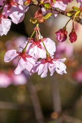 桜の花　春イメージ