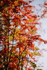 Red autumn leaves closeup with blurry background.