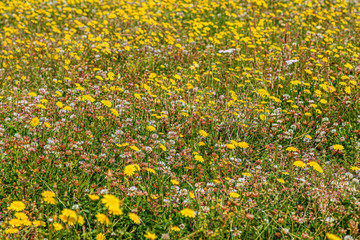 A meadow covered in dandelions and clover