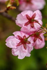 桜の花　春イメージ