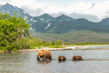 Ruling the landscape, brown bears of Kamchatka (Ursus arctos beringianus)