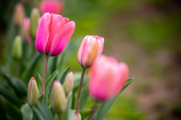 チューリップの花　カラフルな春イメージ