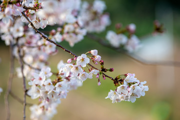 桜の花　春イメージ