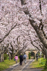 桜のアーチ　春イメージ