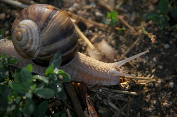 Close-up of snail on ground