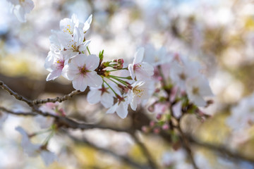 桜の花　春イメージ