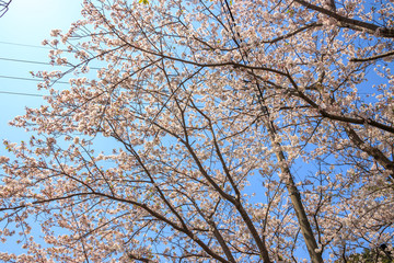 桜の花　春イメージ