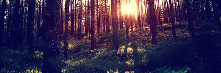 Türaufkleber Beautiful landscape, sunset in the dense pine forest, the beauty of northern nature © olezzo