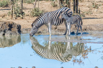 Fototapeta na wymiar Burchells zebra mare drinking water with foal looking on