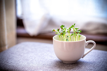 かいわれ大根の栽培　屋内栽培