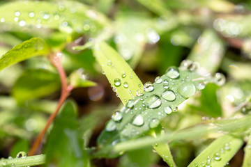 緑と水　エコイメージ