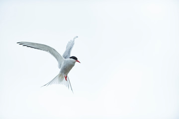 Seeschwalbe (Sternidae)